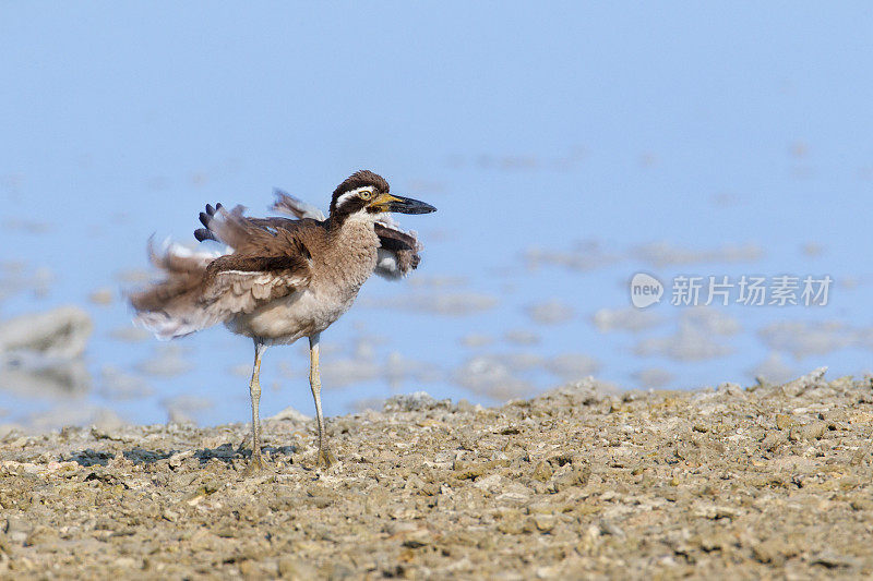 滨鸟:成年海滩石杓鹬(Esacus magnirostris)，或海滩粗膝